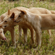 Image for article titled Why do dogs have such short lives?